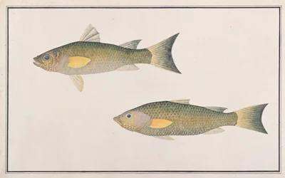 Grey Mullet, from Drawings of Fishes from Malacca, c.1805-18